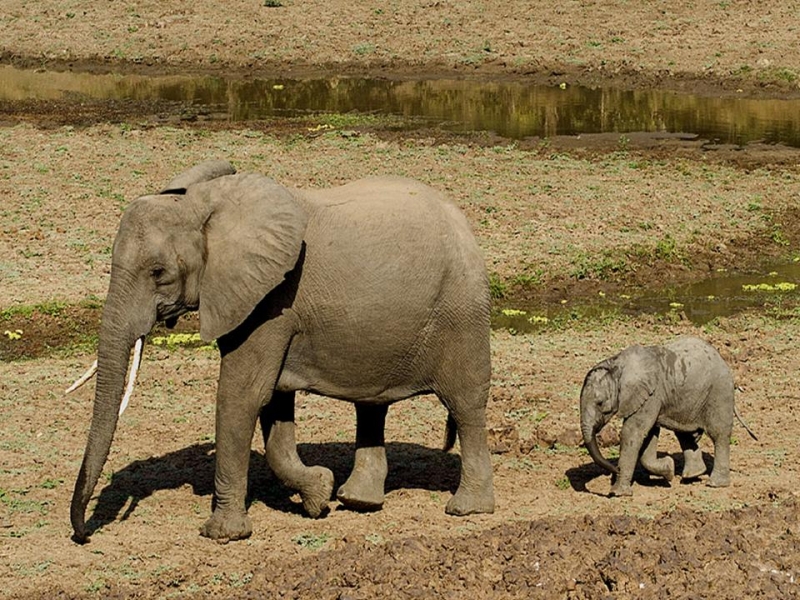 Africa Nature Animals (54)